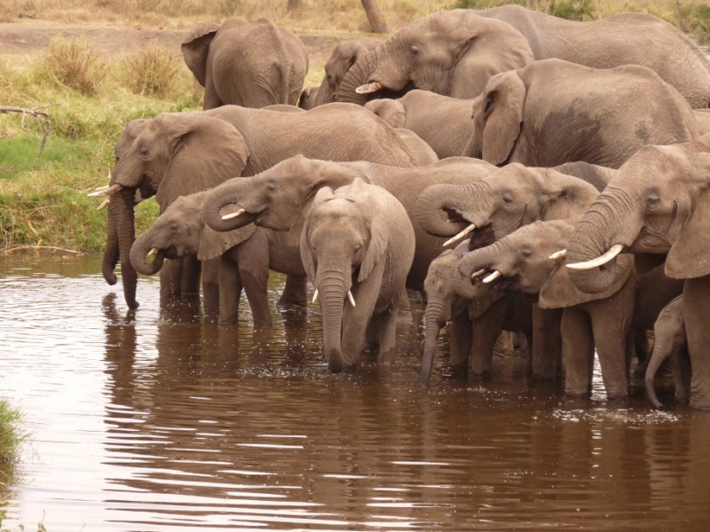 Tarangire national park the Home of thousand elephants