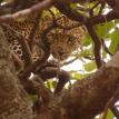 Africa holiday